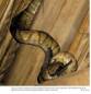 Preview: Natural History of Neotropical Treeboas (genus Corallus)